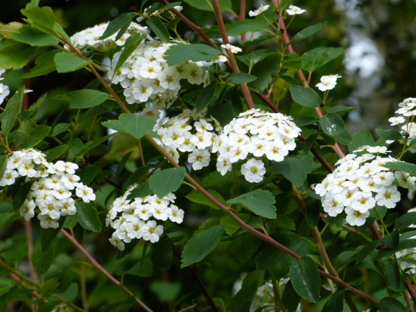 Prachtspiere (Spiraea Vanhouttei) Liefergröße: 50-80 cm